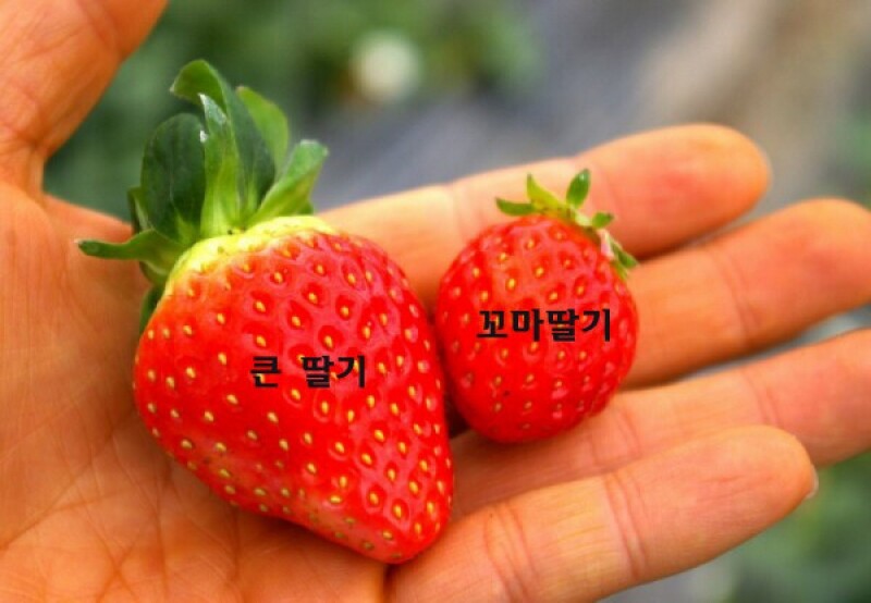 참거래농민장터,[한정판매] 순차발송중~ 새콤달콤한 춘향골 무농약 설향딸기 특상품