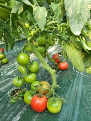 [순차발송중] 건강을 담은 유기농완숙토마토 크기혼합 (3kg, 5kg)