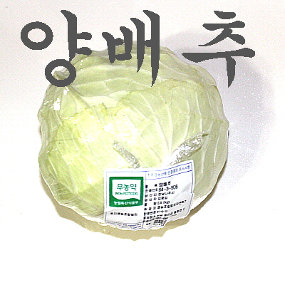 양배추 1통(1kg이상) /무농약